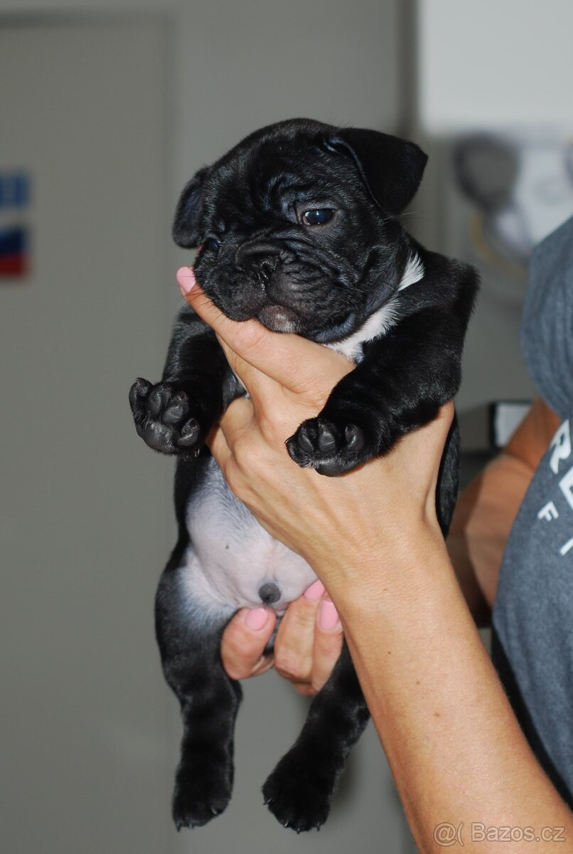 Francouzský buldoček s PP ,FCI - 9