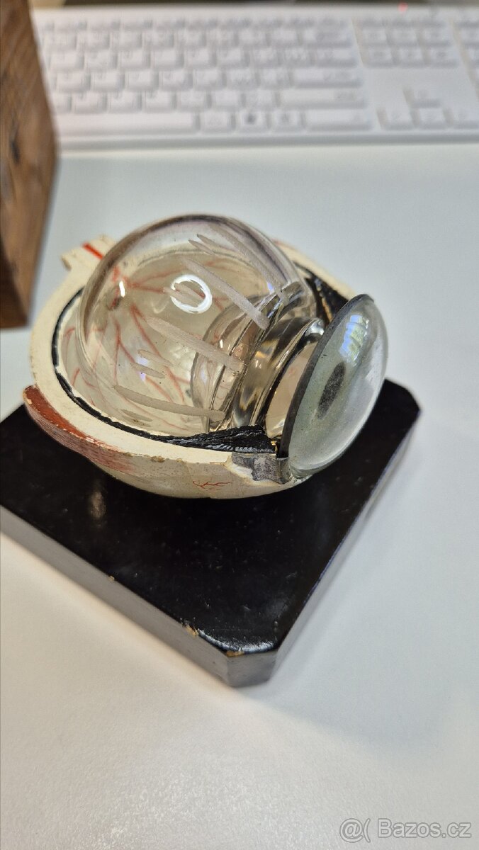 Starožitný model oka, Bock Steger, cca 1880 - 9