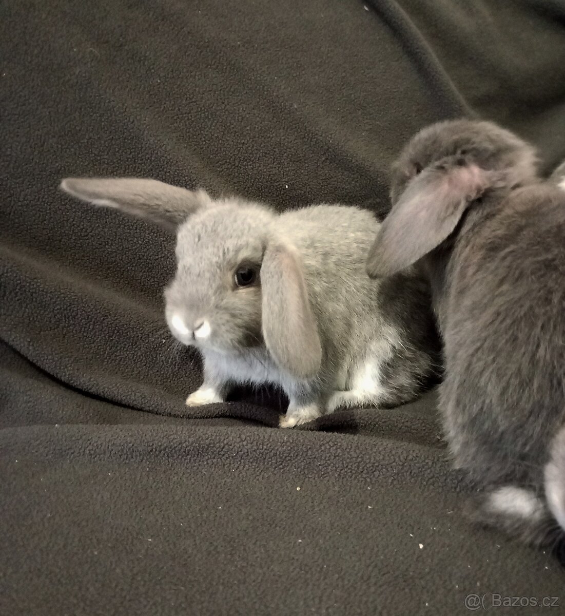 Zakrslý beránek králíček - 9