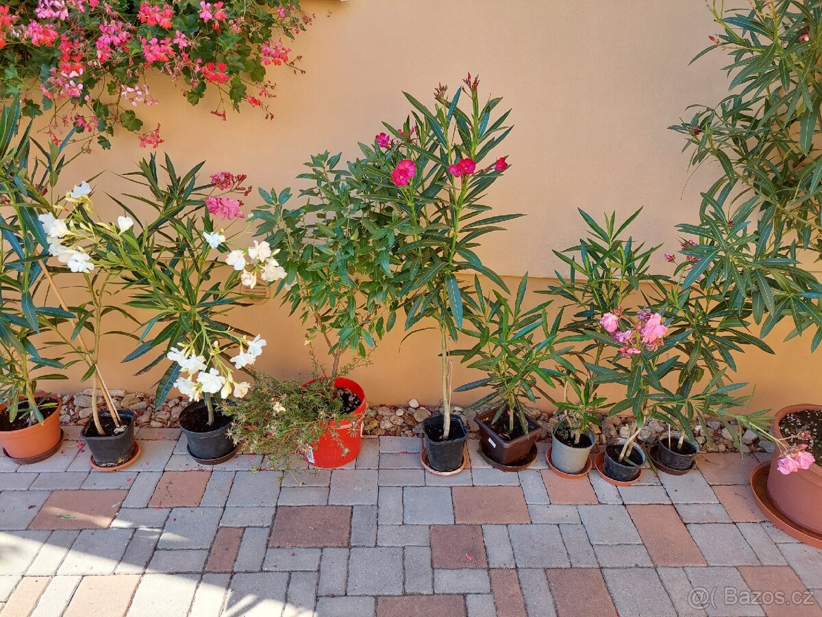 Banánovník Musa basjo a Dwarf cavendish, - 9