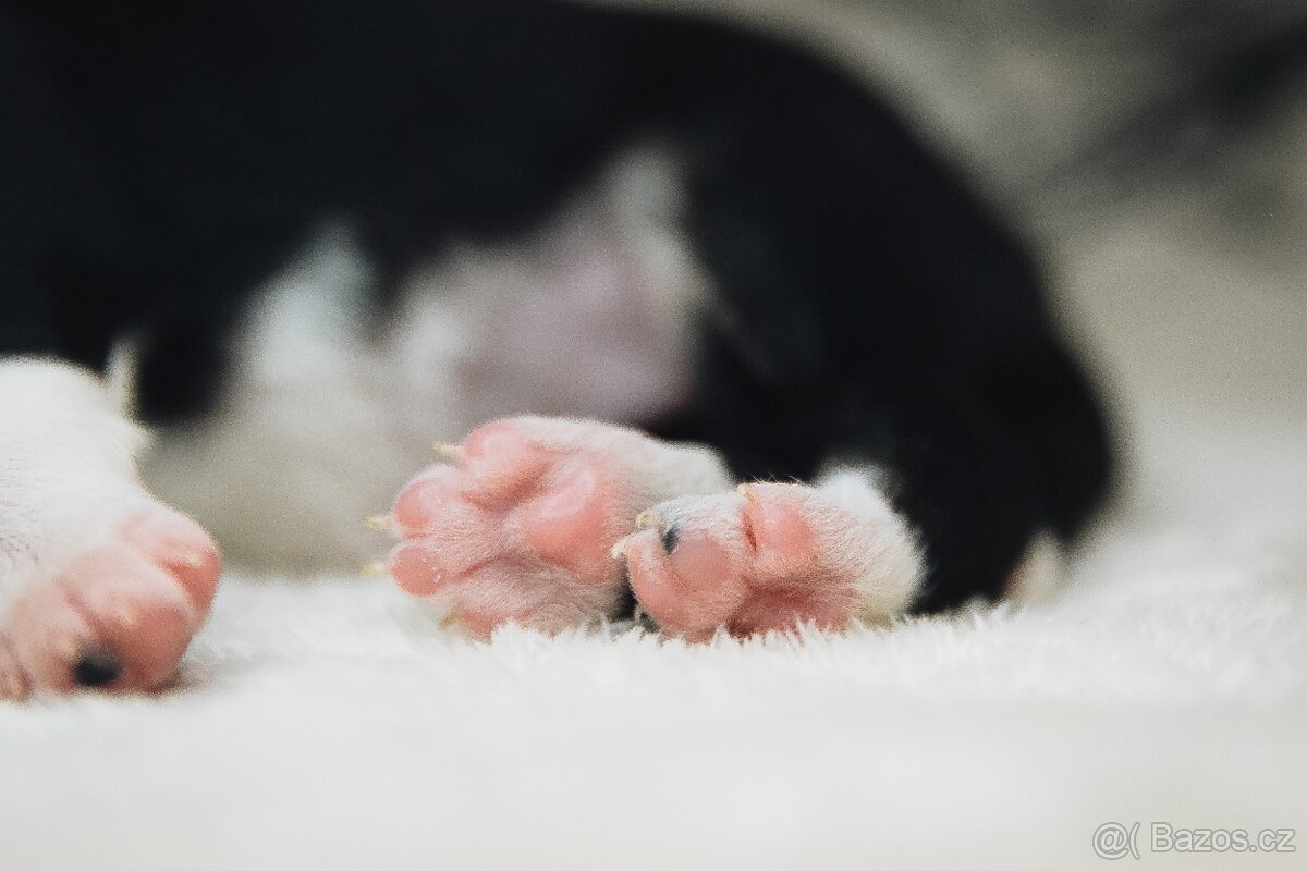 Štěňata border kolie s PP - 9