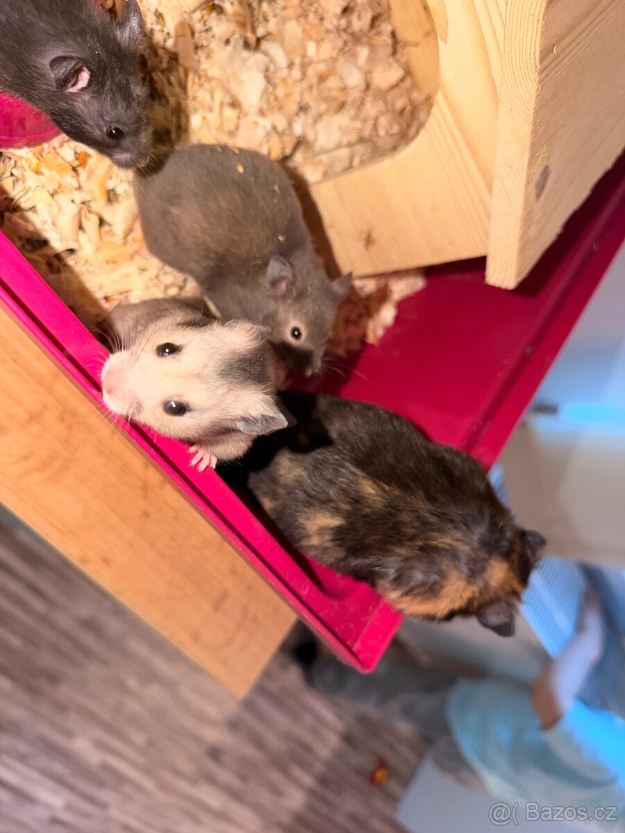 Křeček syrský - 9