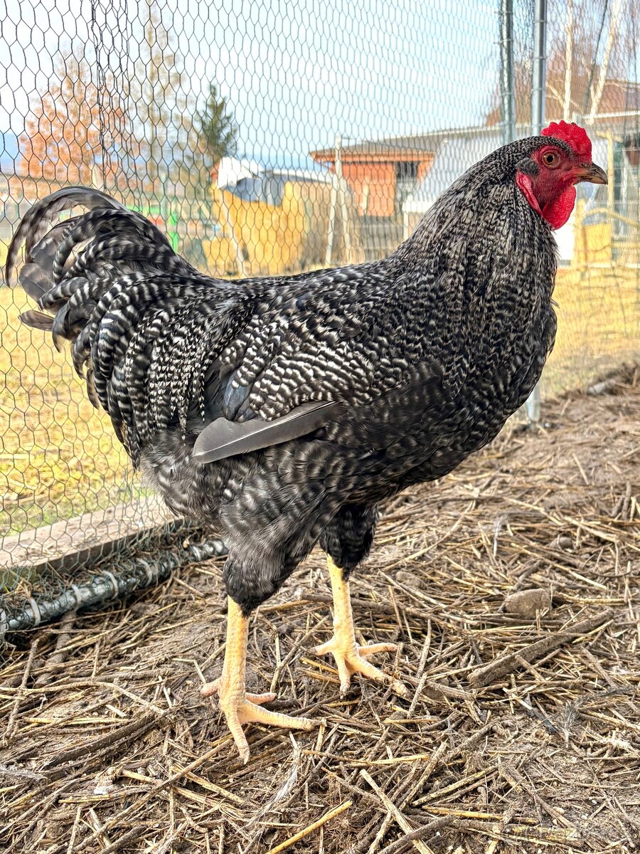 Prodám kohouta - 9