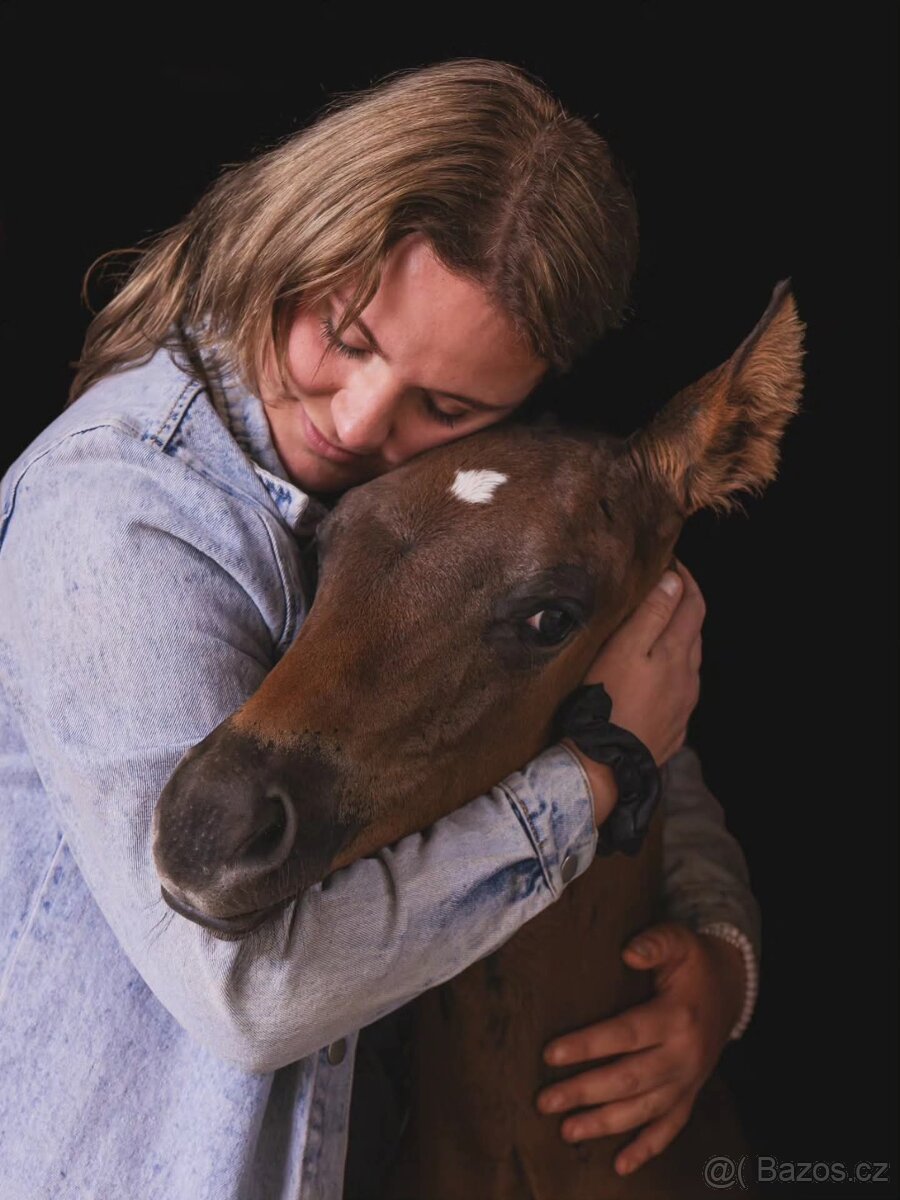 Appalossa klisna - 9