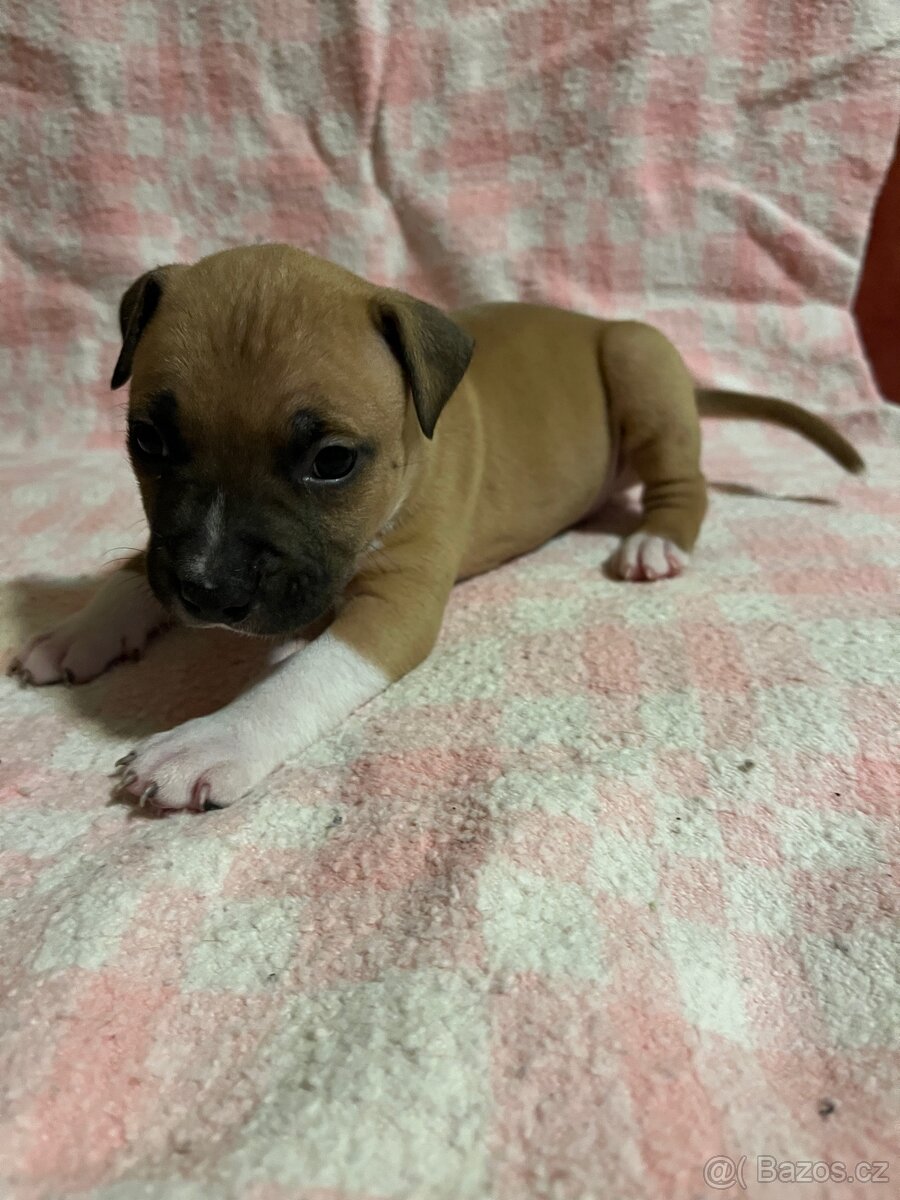 Americký stafordšírský teriér - 9