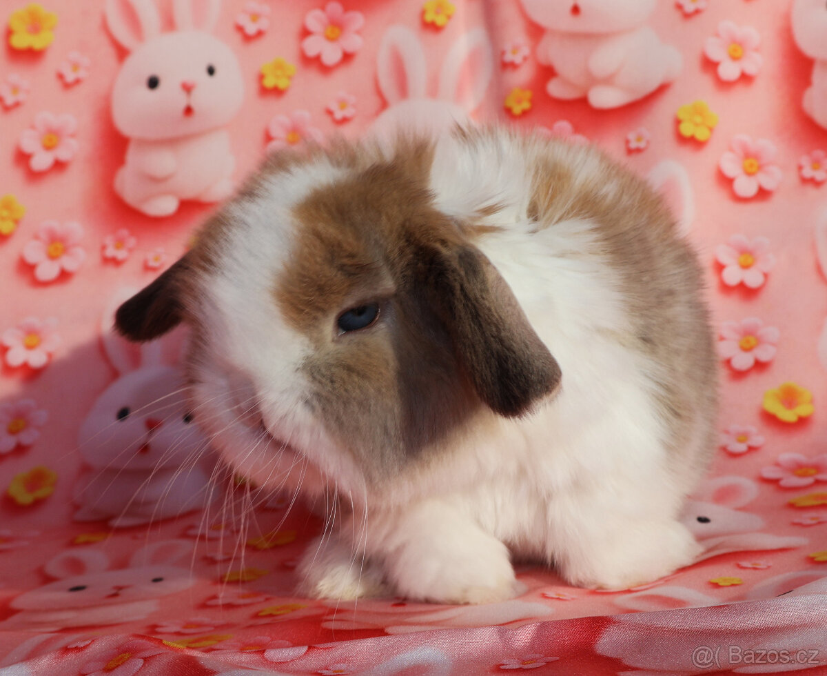 Zakrslý beránek , malinká samička s VP . - 9