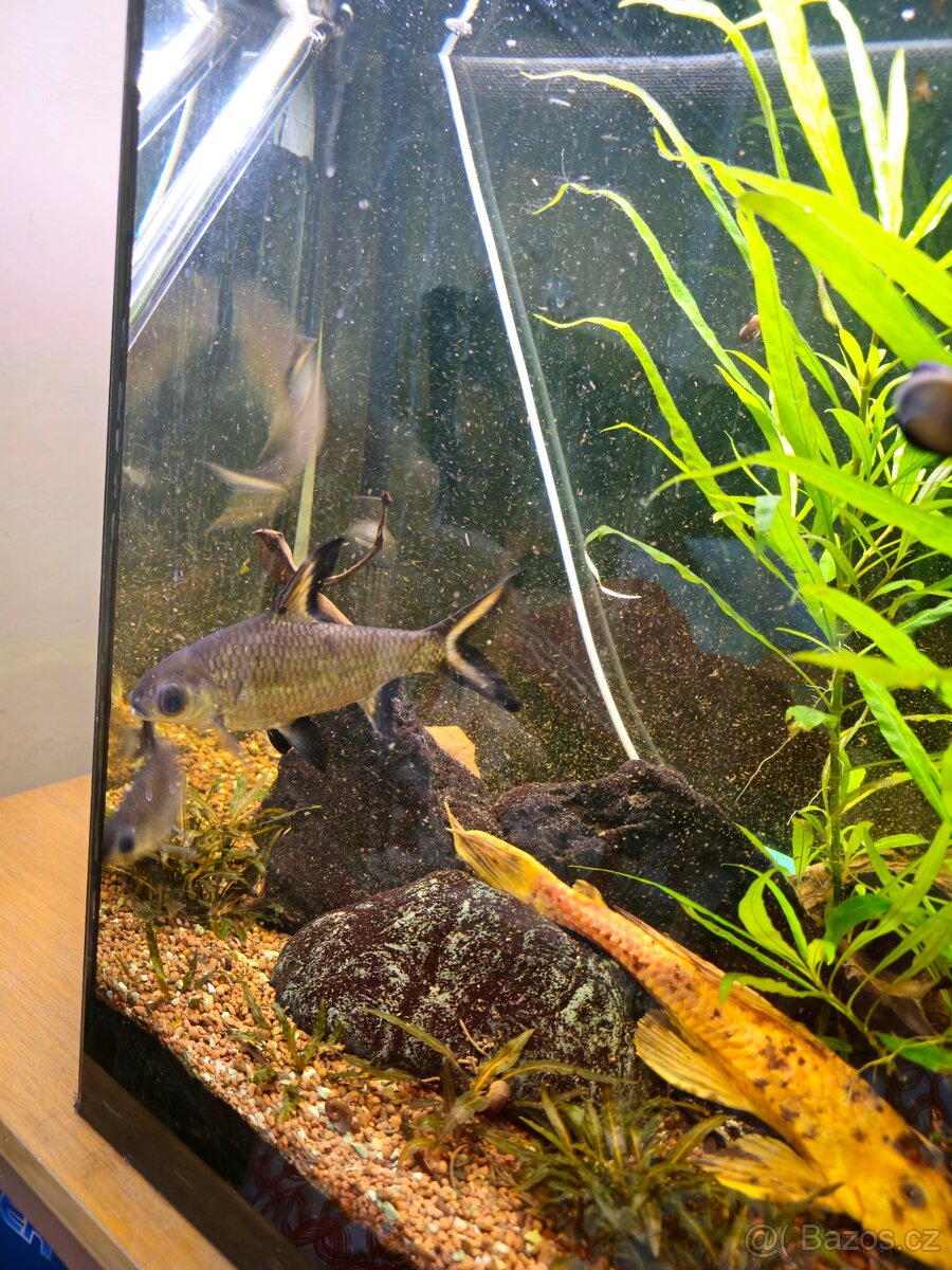 Akvárium 270l včetně stolu - 9