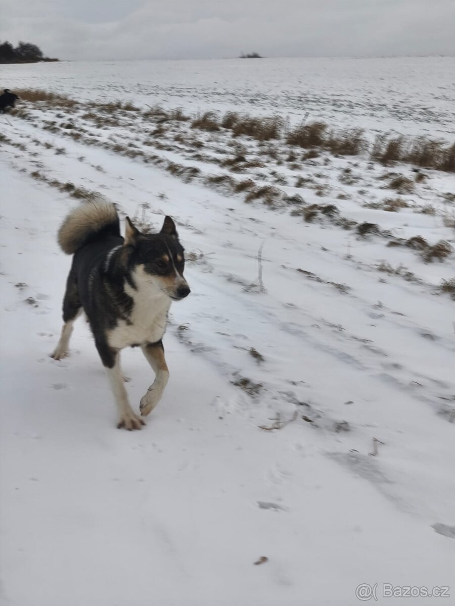 Západosibiřská lajka - 9