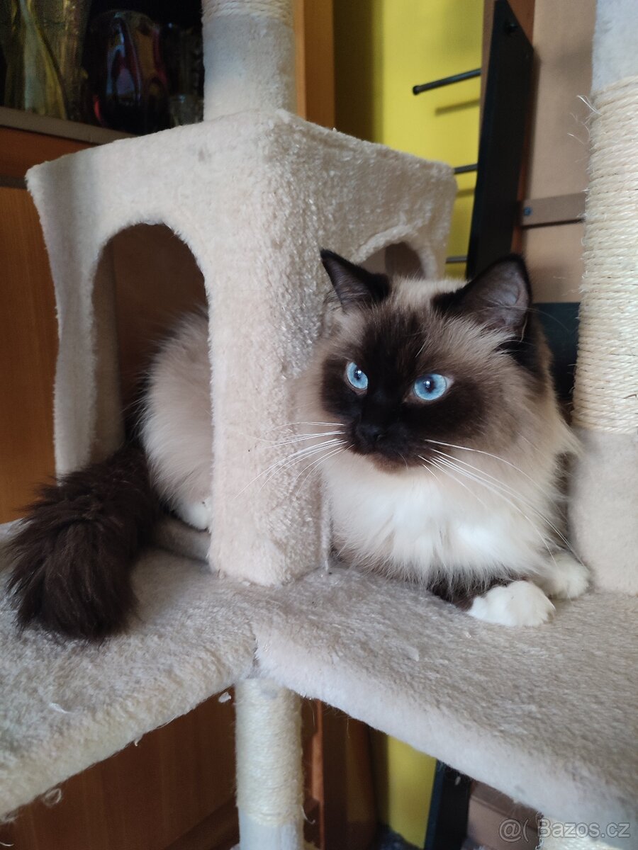 Ragdoll koťátka bez PP - 9