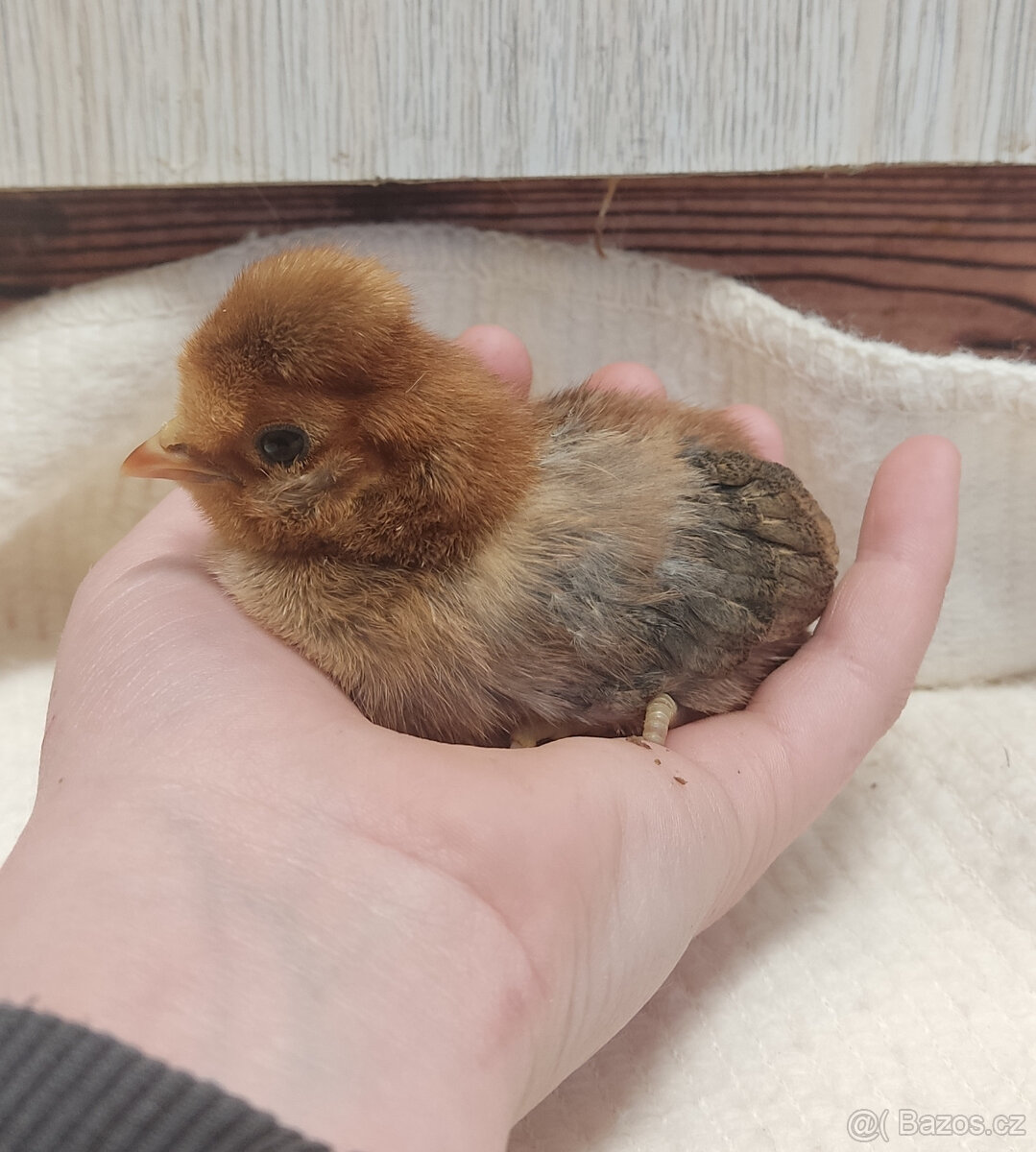 Paduánka kuřata - 9