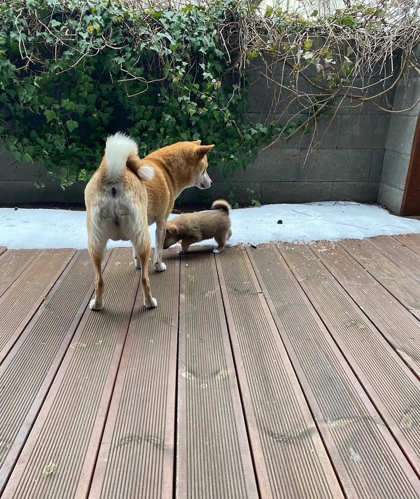 Štěňata shiba-inu - 9