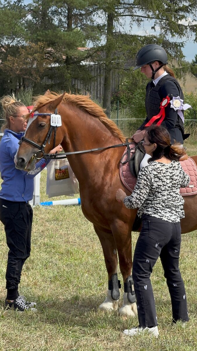 WPBR kobyla i pro začátečníky - 9
