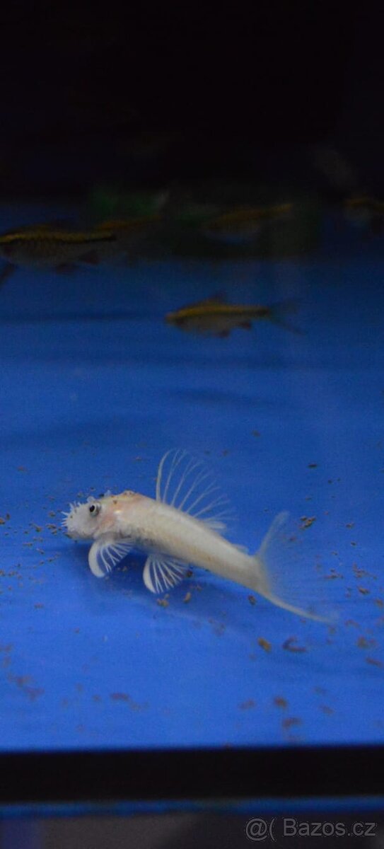 Akvarijní rybičky různé druhy - 9