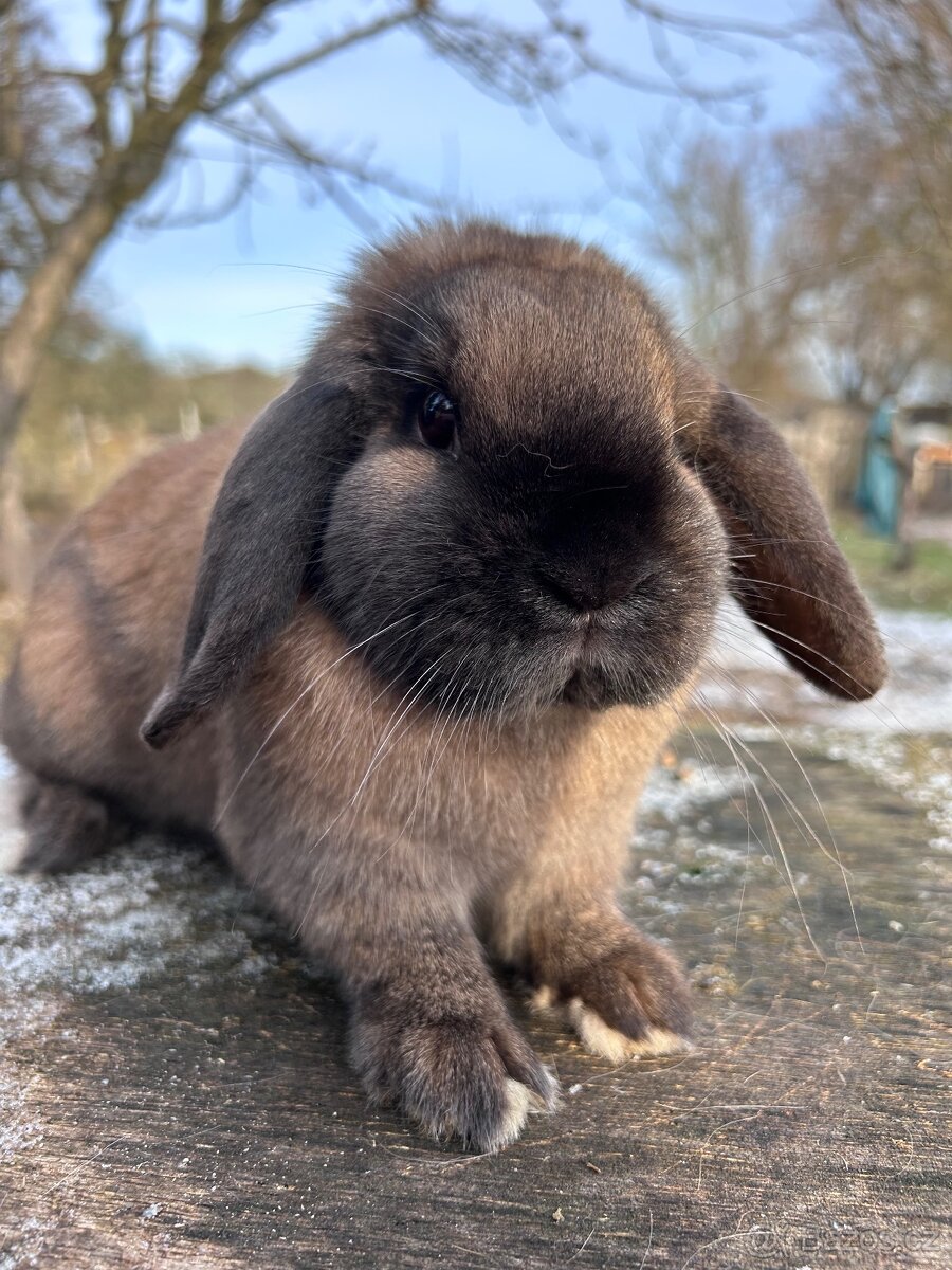 Zakrslý beránek - 9