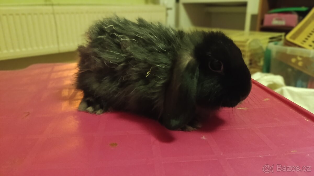 Zakrslý kraličci - 9