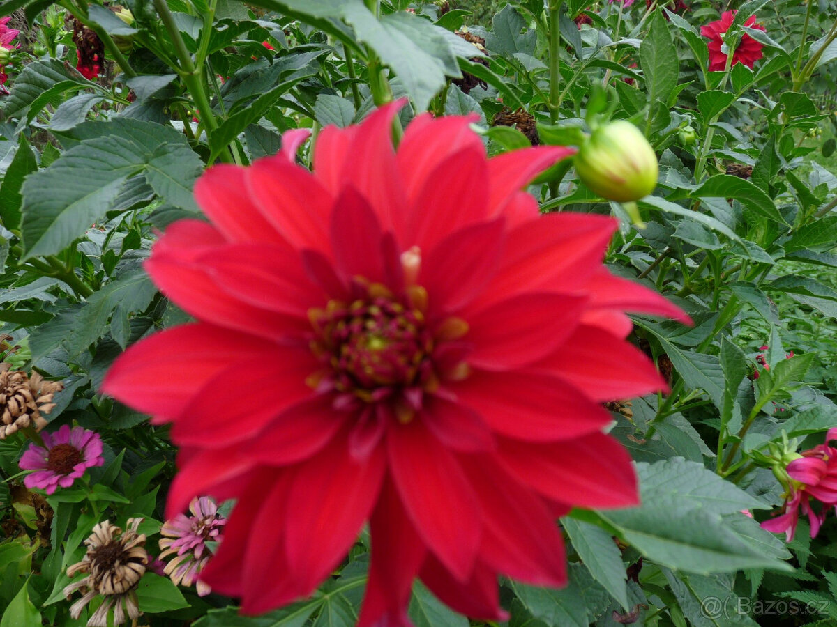 Cibule MEČÍKů - - - viz text a foto - 9