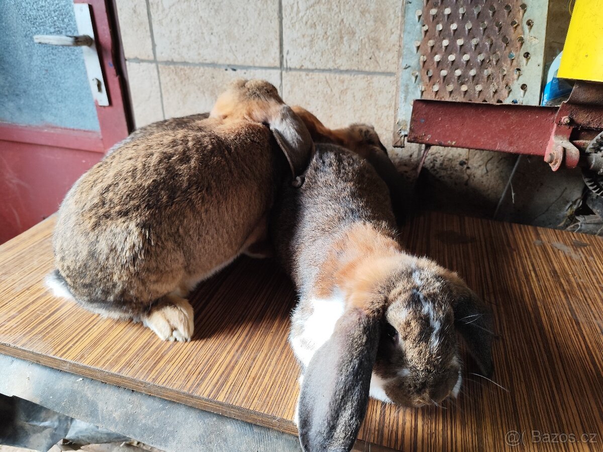 Francouzský beran - 9