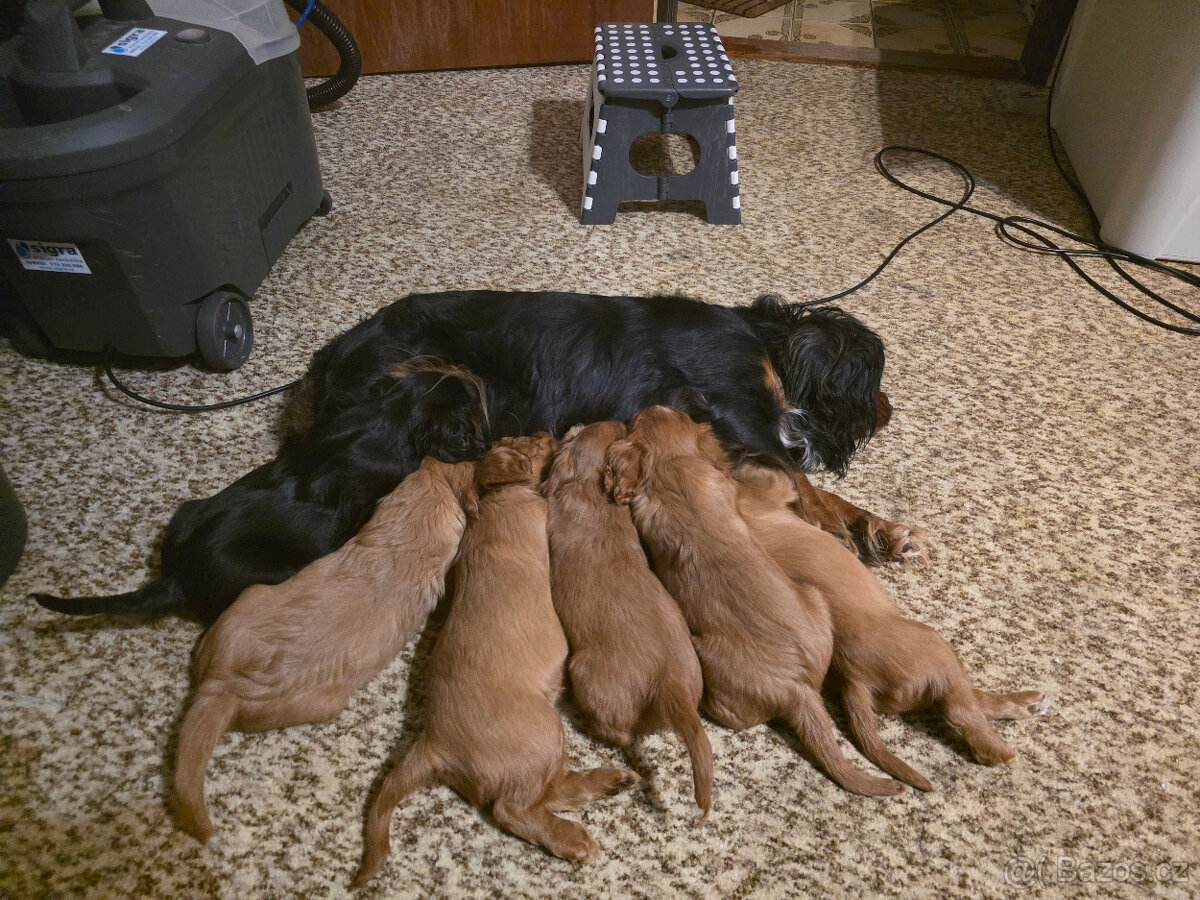 Prodej štěňat Kavalír king Charles španěl - 9