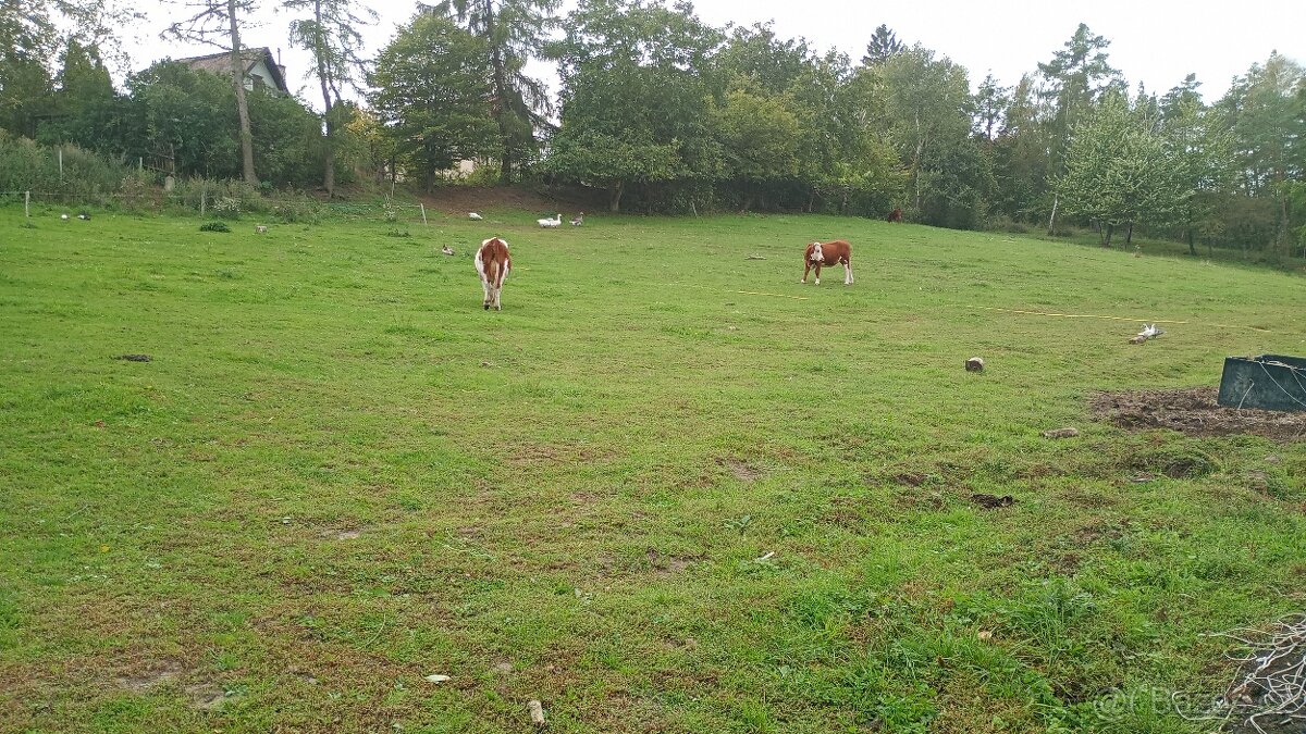 Zahrada v intravilánu obce, výměra: 7.428 m2. - 9