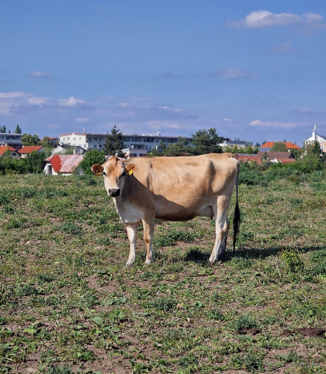 Prodáme březí krávy - 9