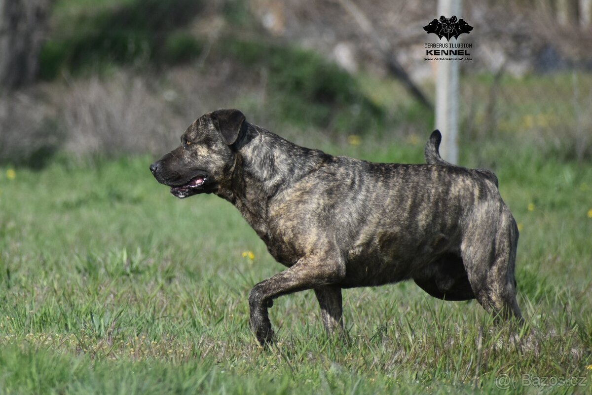 Uruguayský Cimarron s PP - rezervace štěňátka - 9