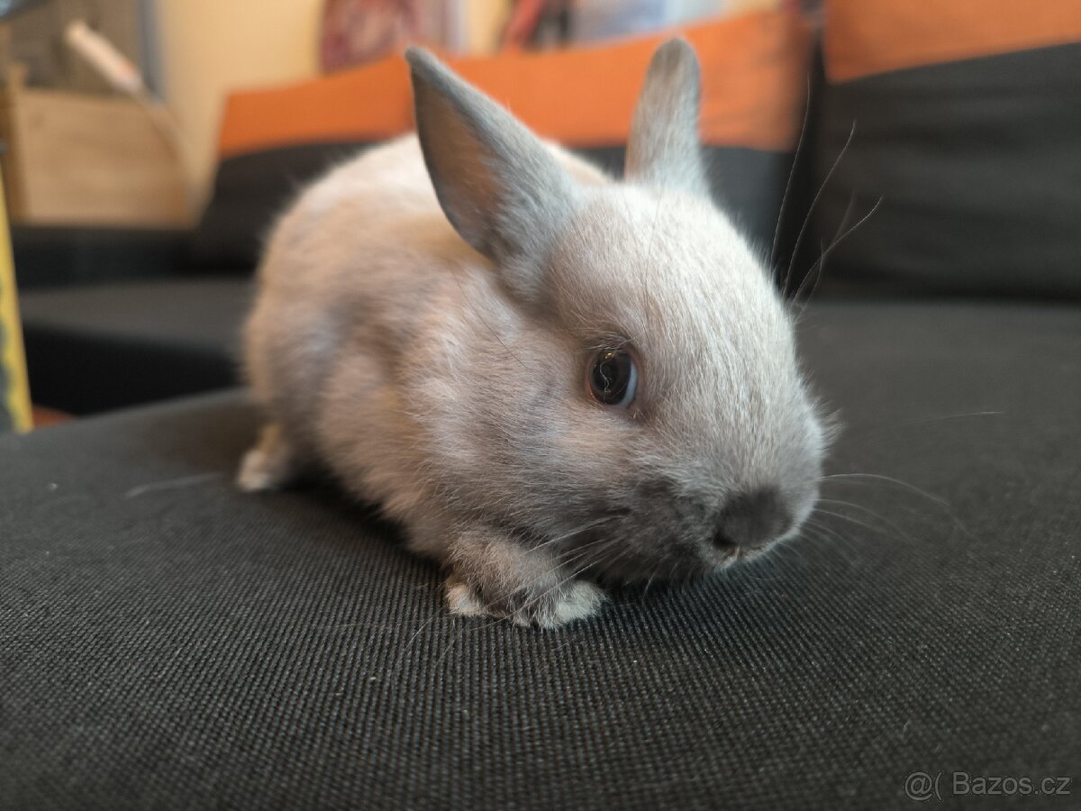 Zakrslý králík - 9