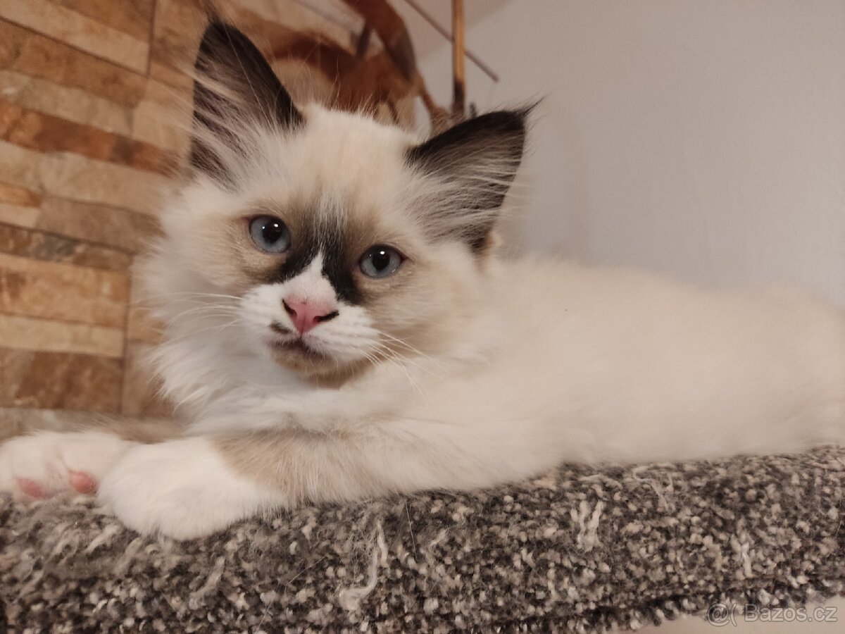 Kocourek Ragdoll ke krytí - 9