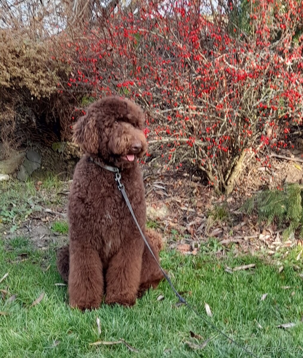 Pudl velký ( královský) štěňata bez pp - 9