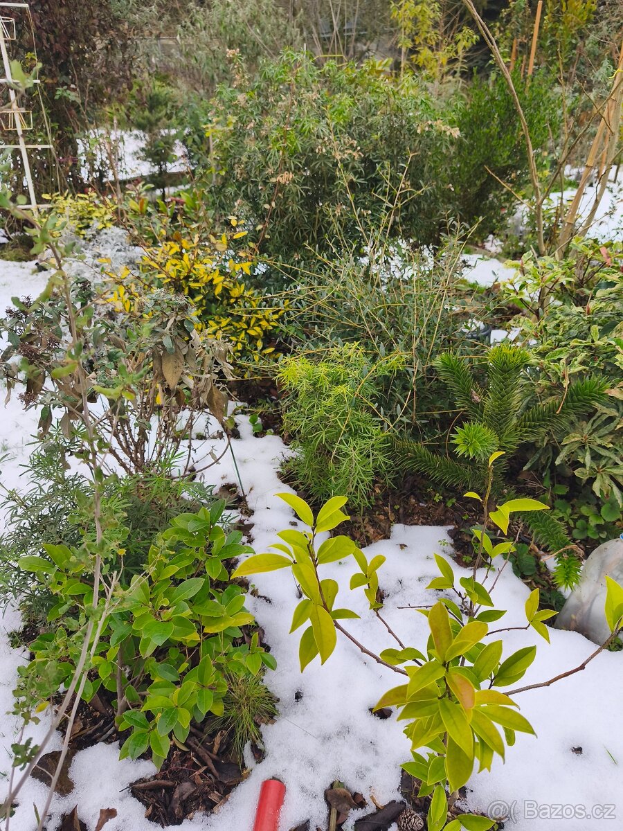 Stále zelené keře a stromy - 9