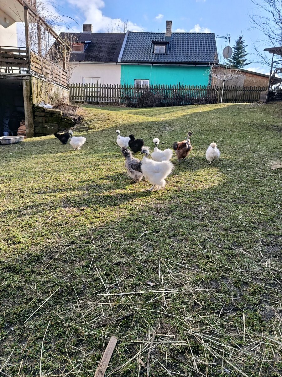 Hedvábnička kohouti - 9