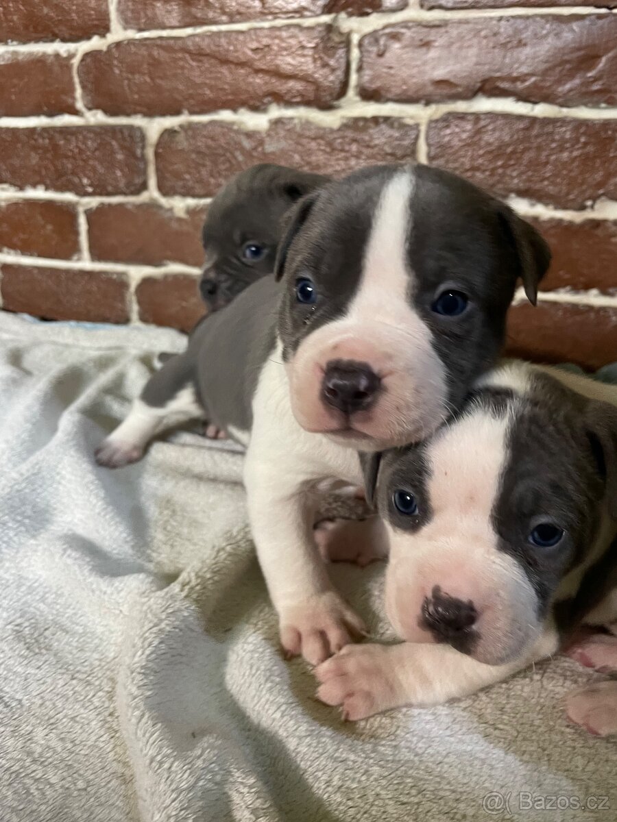 Americký stafordšírsky teriér - 9