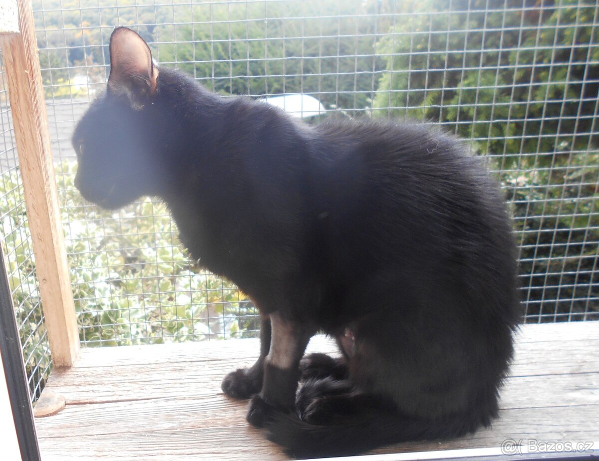 Černá, hodná 2letá Žofinka s výraznýma očima - 9