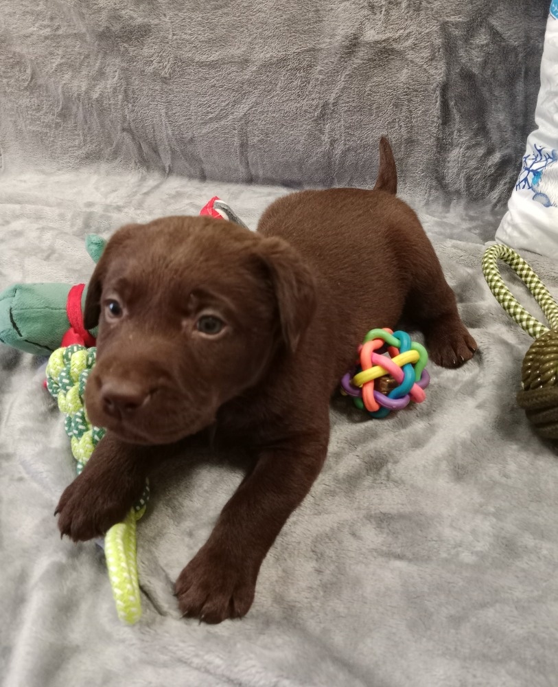 Labradorský retriever s PP tmavě hnědé barvy - 9
