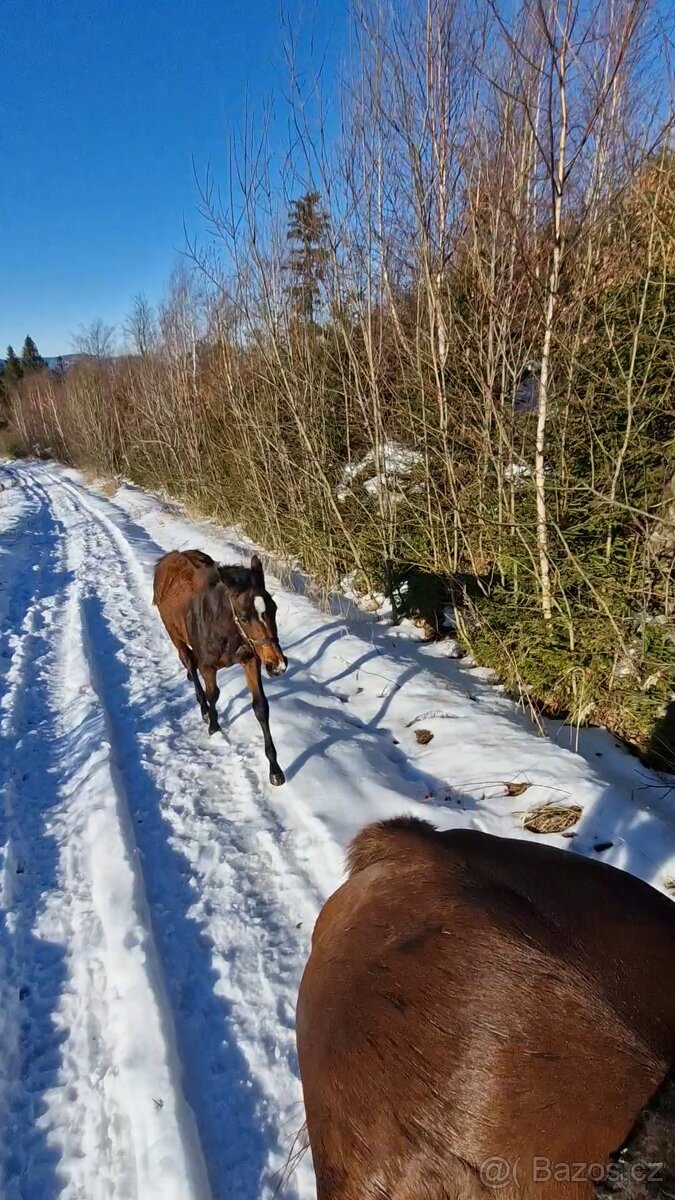Furioso klisnička - 9