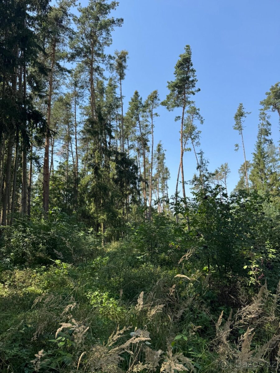 Prodej lesních pozemků v k.ú. Bolehošť - 9