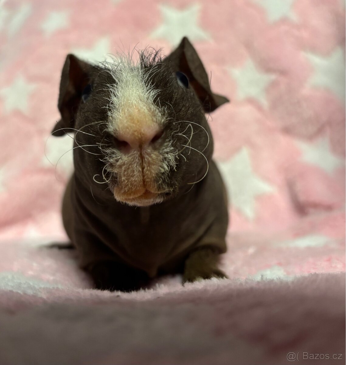 Skinny morče, samec s PP - 9