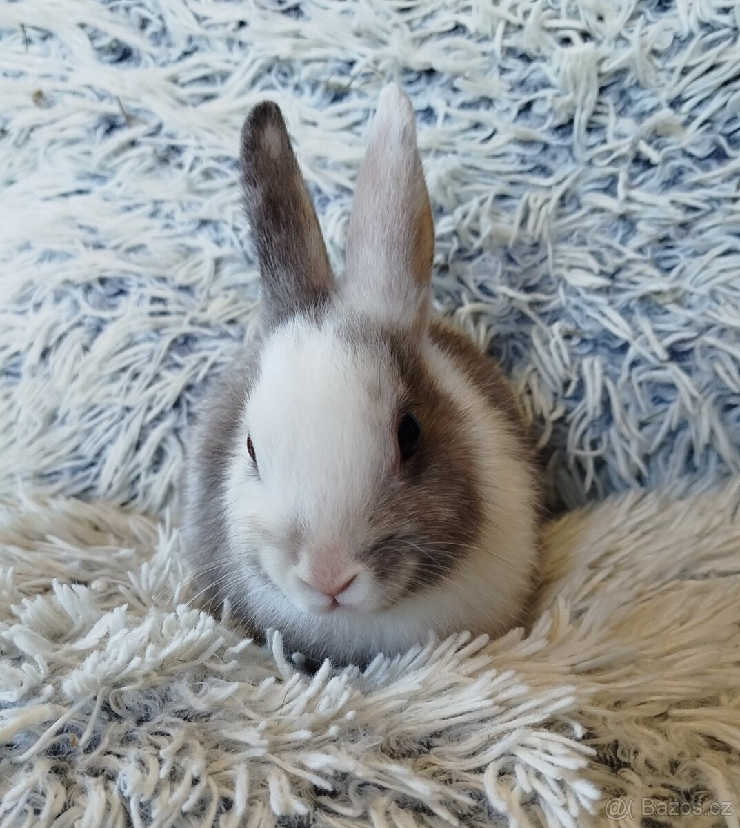 Zakrslý králík - 9