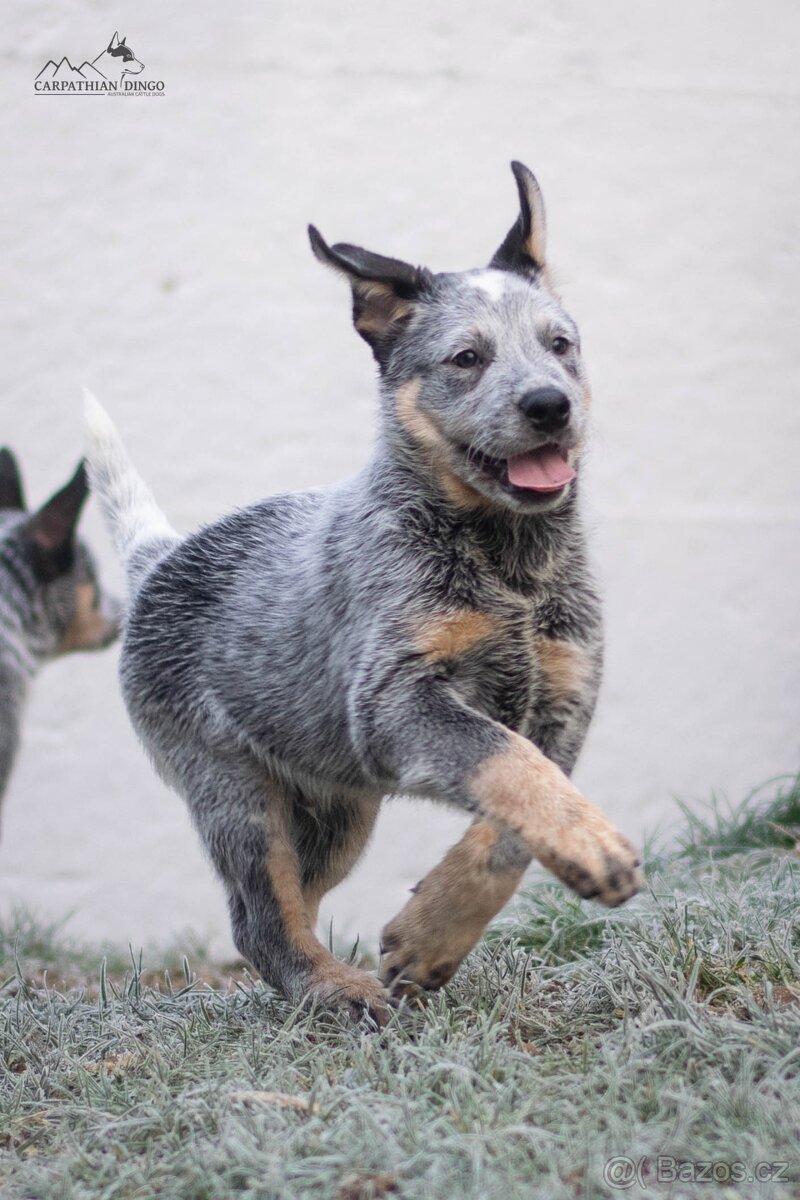 Australský honácký pes - s PP - 9