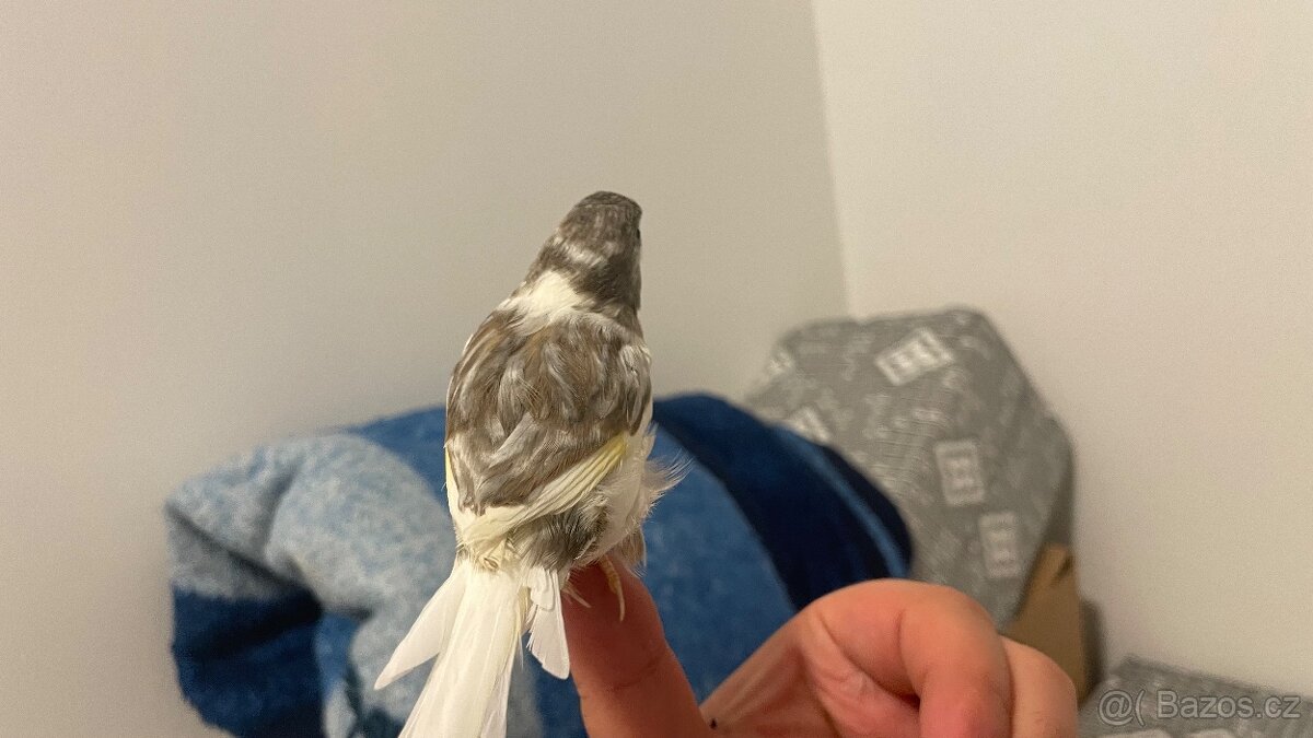 Prodám kanárka samička - 9