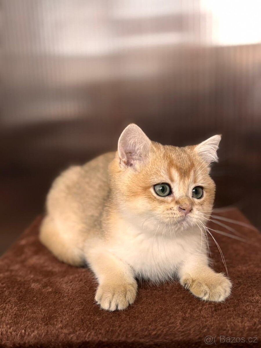 Zlata cincila, britsky kluk s PP-BRI ny11, k odbery hned - 9