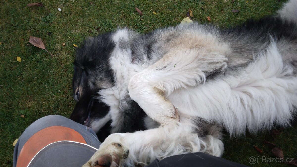 Kavkazský Pastevecký pes - krytí - 9