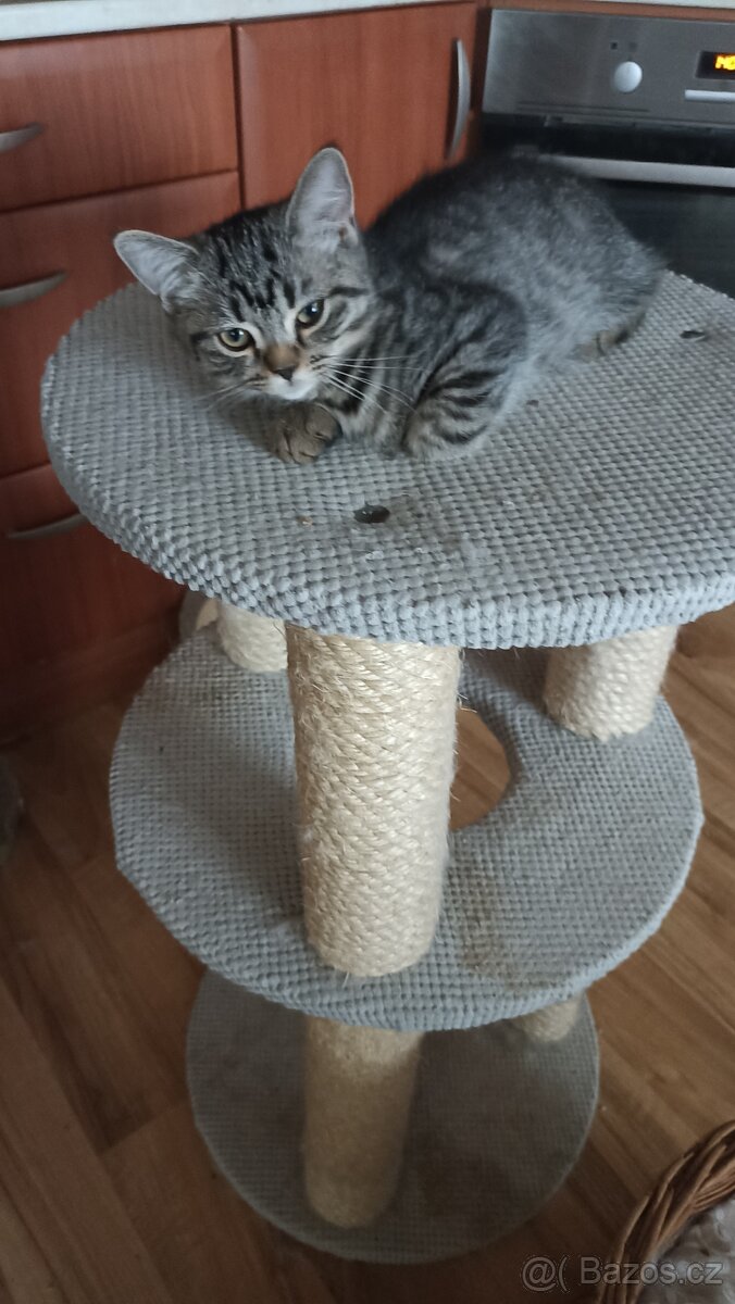 Britská koťátka s PP - 9