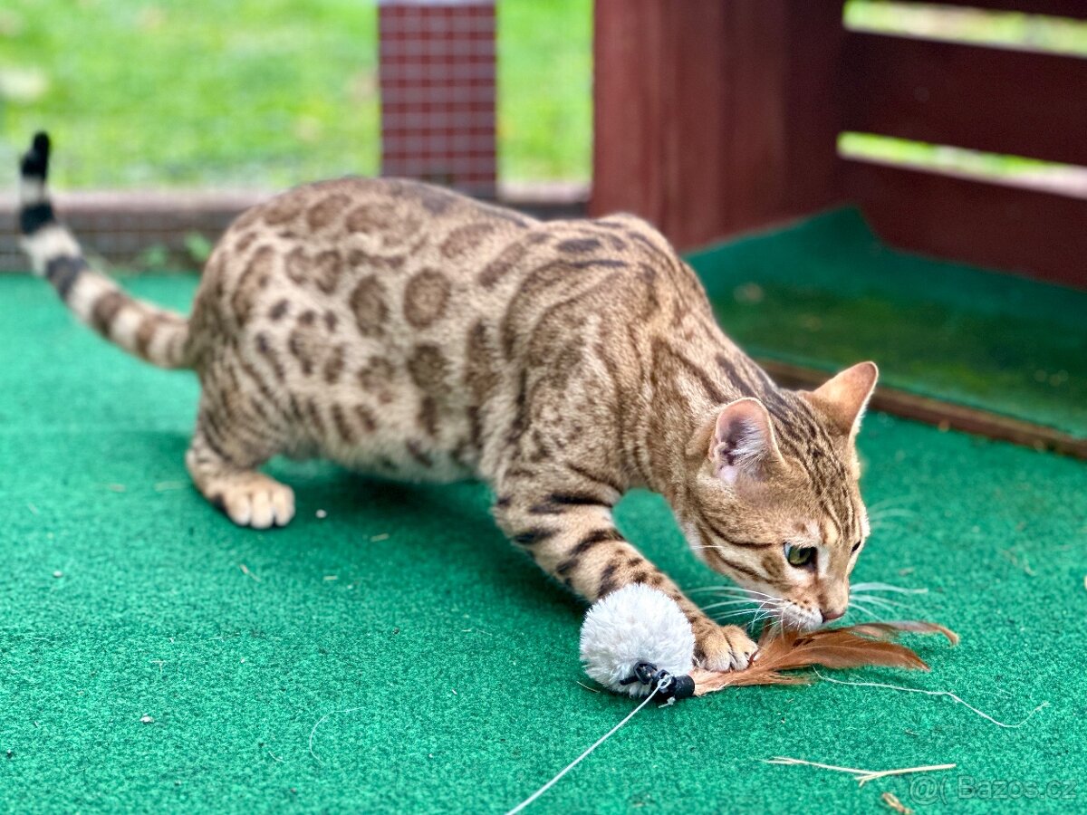 Bengálská kočka s PP - 9