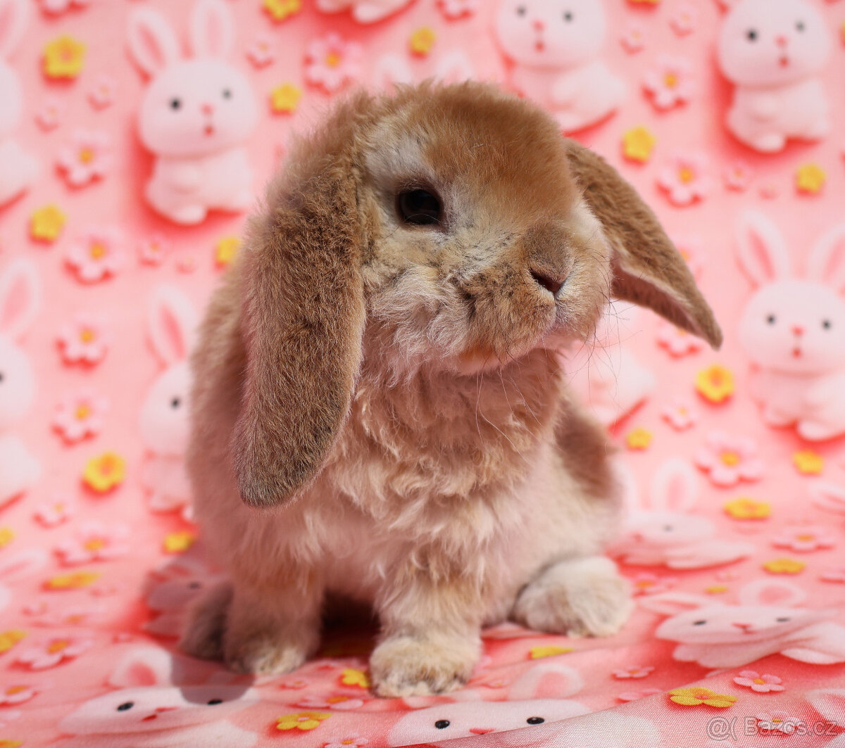 Zakrslí rex beránci s VP . - 9