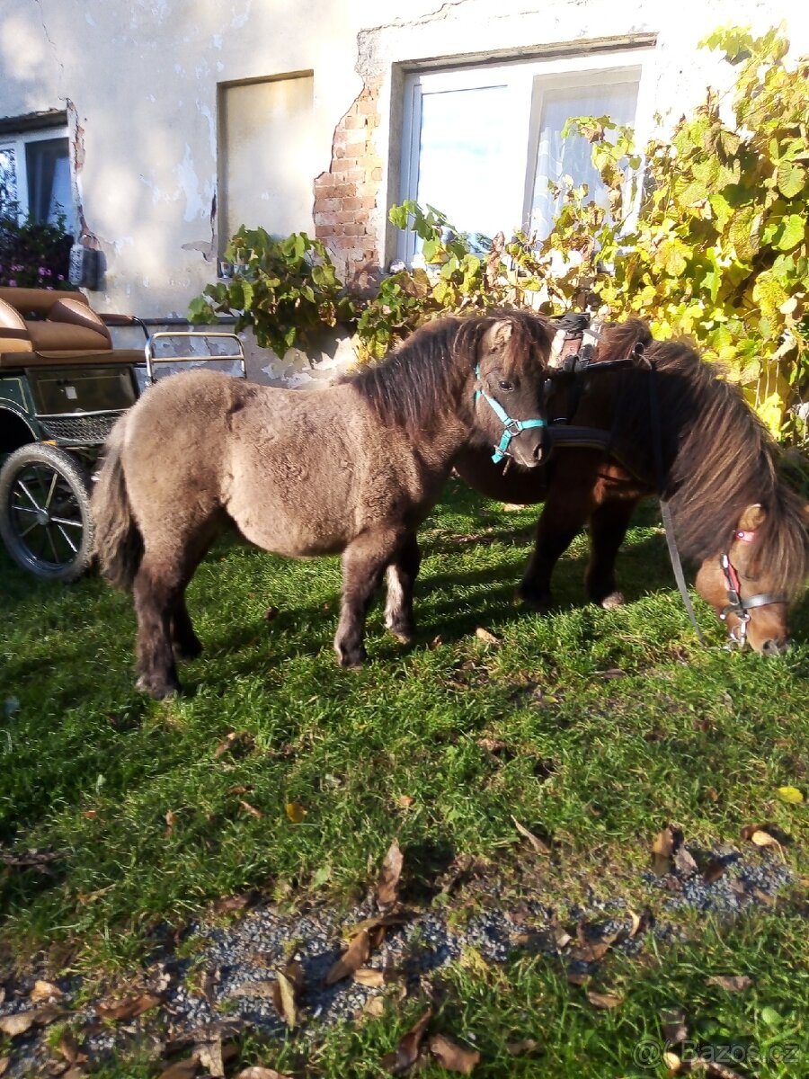 Shetland pony s pp - 9