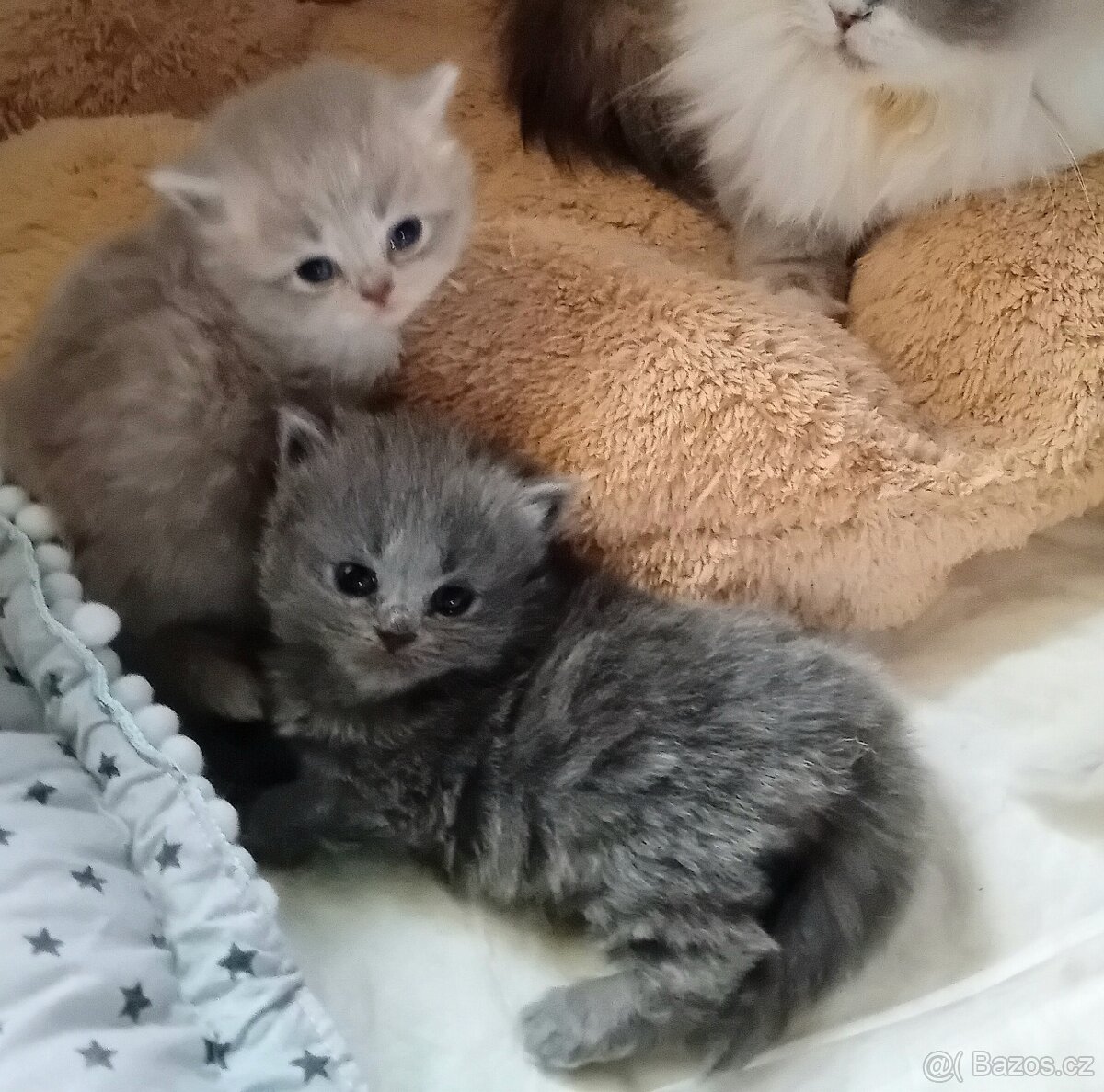 Britská koťátka s PP - 9