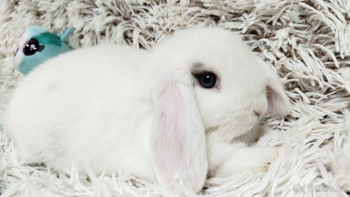 Zakrslý beránek, králíček, králík - FILIP - 9