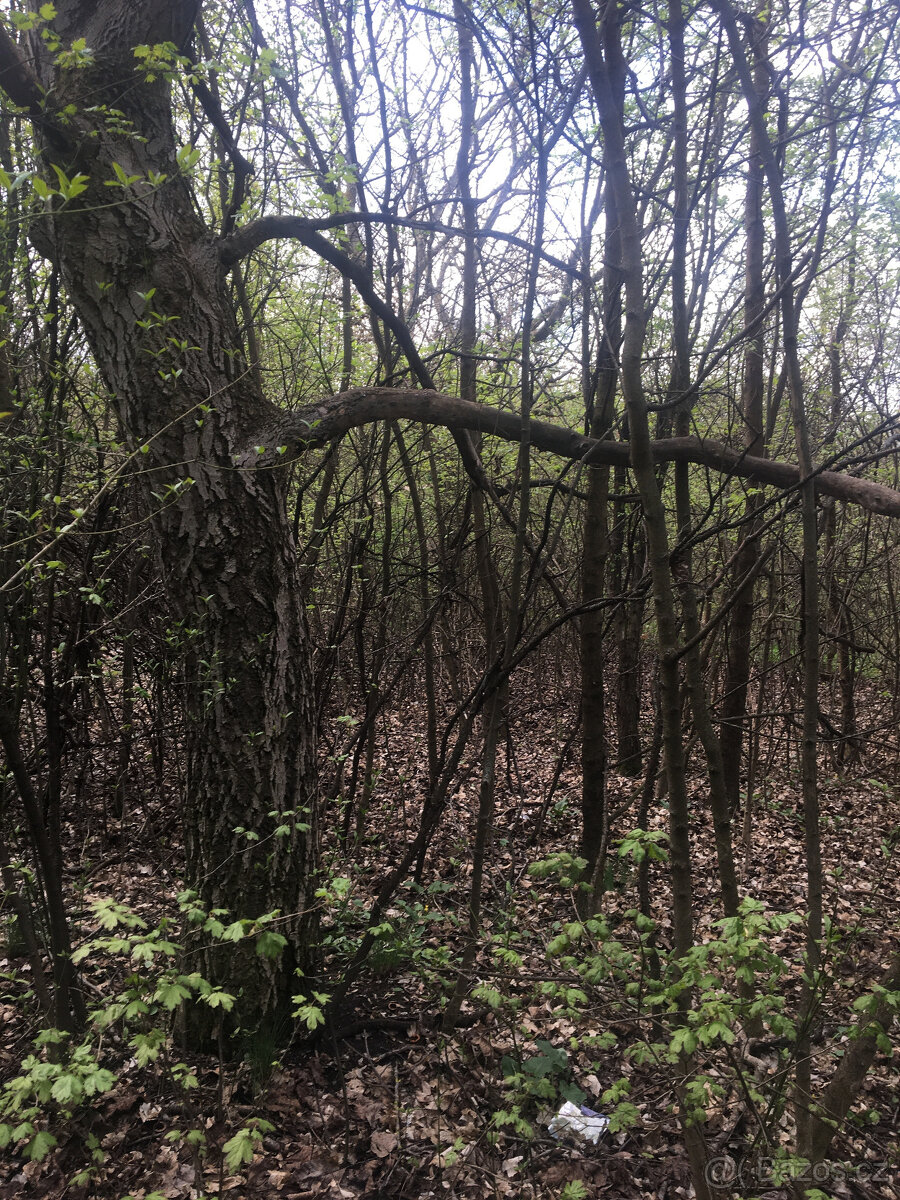 Pronájem (možný i prodej na splátky) 6.917 m2 Jestřabice - 9