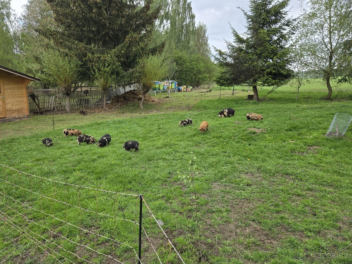 Selata kune kune - 9