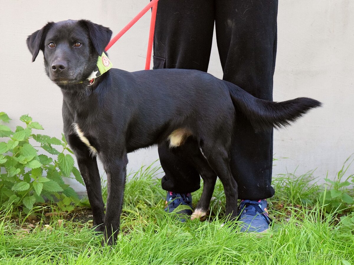 đź’“ Ducan – krásnĂ˝ ÄŤernĂ˝ bojovnĂk s velkĂ˝m srdcem - 9